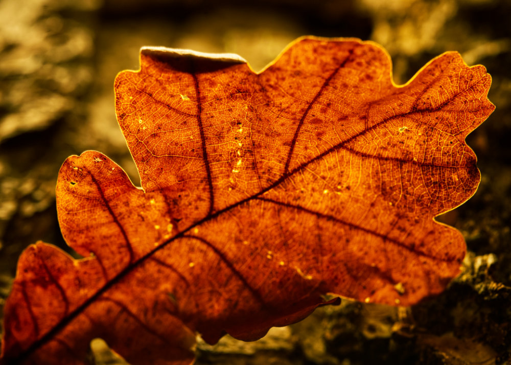 vhs, Hamburg, Fotoclub, wohlfühlen, Ausstellung, Foto